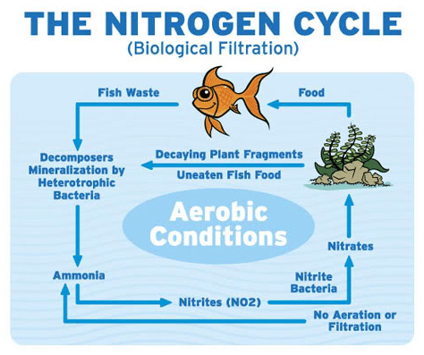 Biological function fish tank