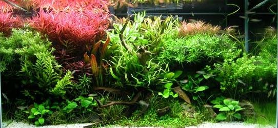 Kind of plants in the aquarium