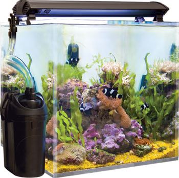 8 Best Canister Filters For Fresh, Saltwater Aquariums (2021)