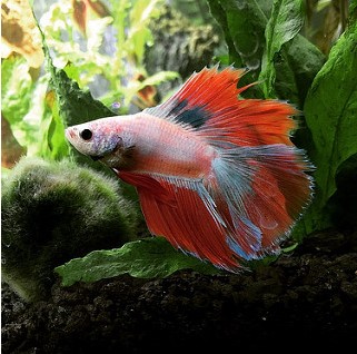 The 15 Best Betta Fish Tanks In 2020 Reviews Guide