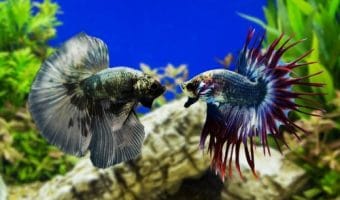 What Fish Can Live with Betta Fish?