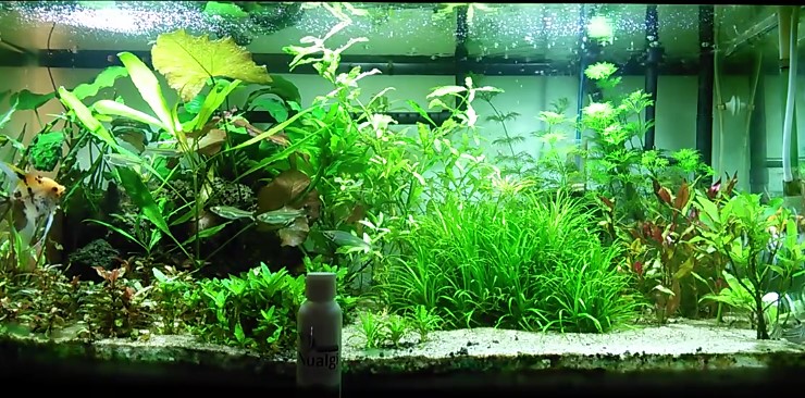 The 10 Best Substrate For Planted Tank 2020 Reviews,Table Etiquette Rules