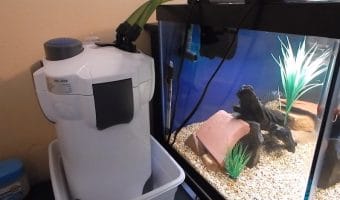 How to Set Up a Canister Filter For Aquarium