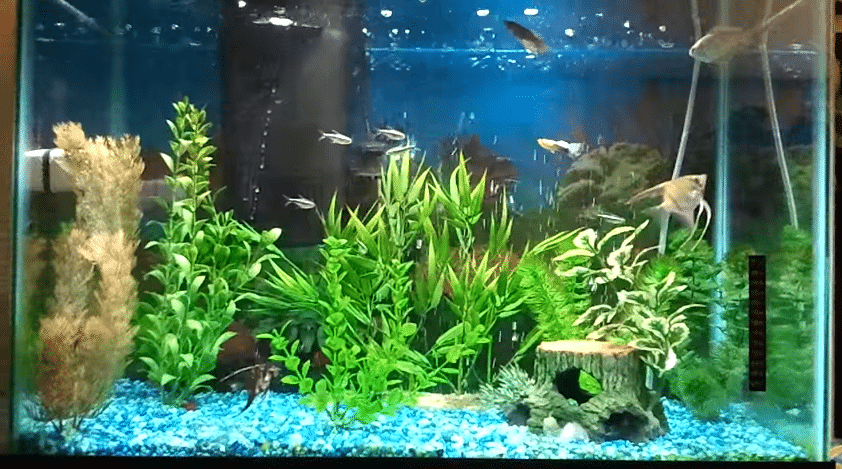 Best 20 gallon aquarium kit