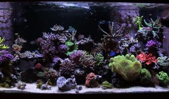Best Light Spectrum for Coral Growth