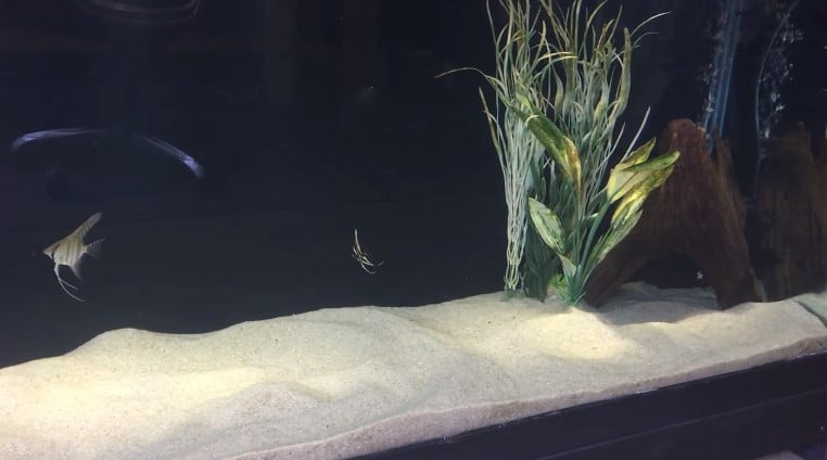 How to choose right sand for your aquarium