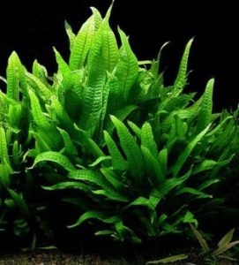 The 15 Best Low Light Aquarium Plants 