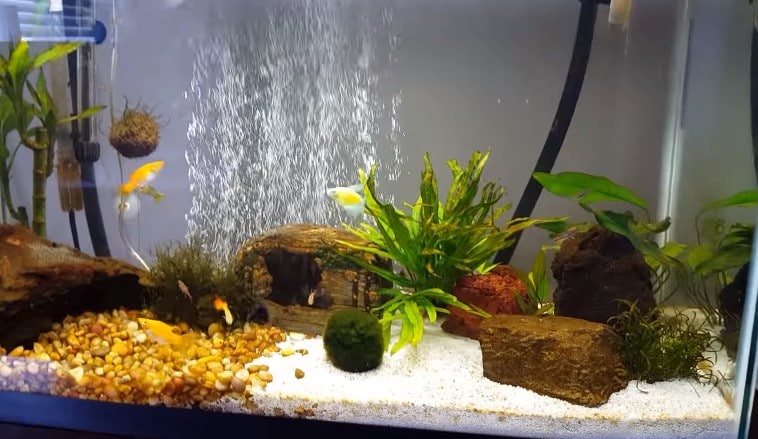 How to Get Rid of Brown Algae in Fish Tank