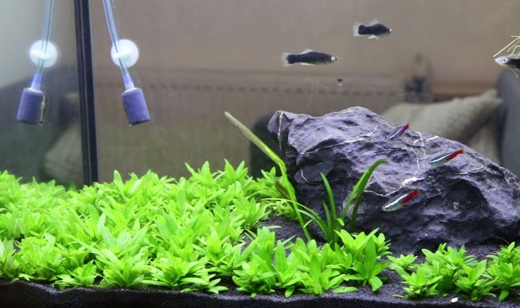 Aquarium Fish Tank Carpet Water Grass Plant Seed Glossostigma Elatinoides New