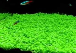 Plantes de tapis d'aquarium à faible technologie - Hemianthus CallitrichoiDes