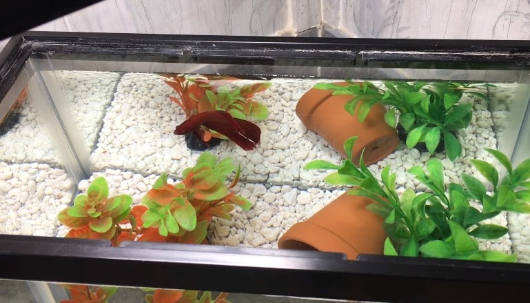 Does a betta tank need substrate?