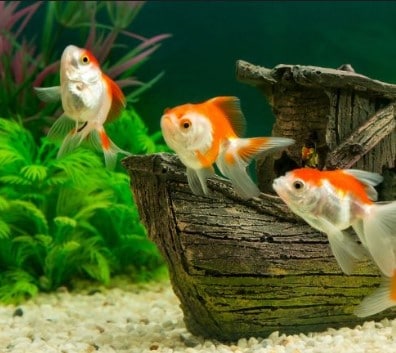 Best automatic fish feeder for aquarium & pond