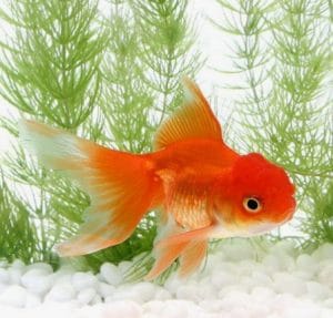 10 Best Goldfish Filters For a Healthy Aquarium (2022 Reviews)