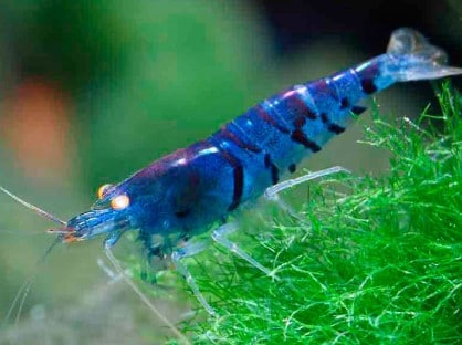 Blue Tiger Shrimp