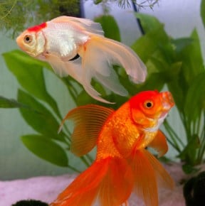 Can Betta Fish Live with Goldfish 
