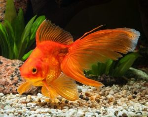 How Long Do Goldfish Live? Average Lifespan of a Goldfish