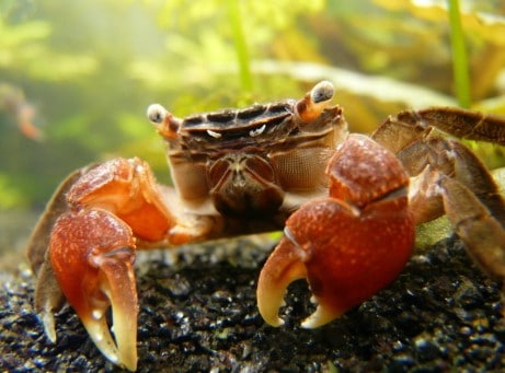 Red Claw Crabs