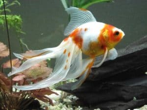 Why is My Goldfish Turning White?