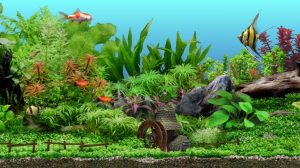 The 21 Best Tropical Aquarium Fish – Types of, Set up & Care