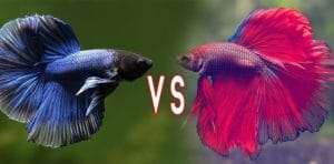 Betta Fish Fighting - Why and How Do Betta Fish Fight?