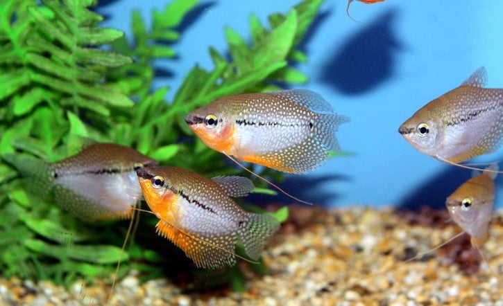 The 15 Exotic and Cool Freshwater Aquarium Fish