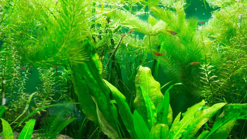 8 Fast Growing Aquarium Plants Aquarium Adviser