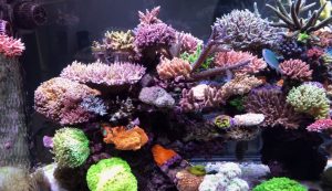 The Best Nano Reef Light For Coral Needs to Grow in 2022