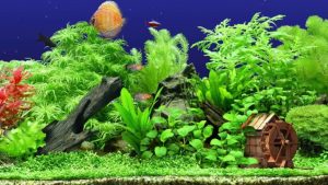 The Best Artificial Aquarium Plants in 2022: Realistic-looking & Safe For Fish