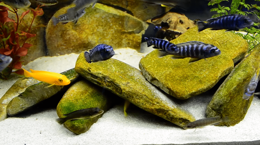 Best Cichlid Food for Color and Growth