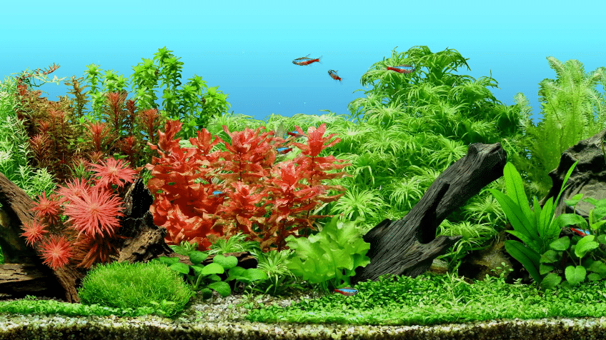 10 Best Aquarium Plant Fertilizer for Plant Growth (2022 Reviews)