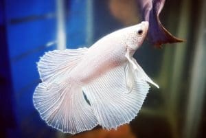 Betta Fish Losing Color – All You Need to Know