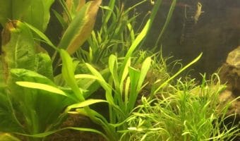 Why Are My Aquarium Plants Turning Brown?