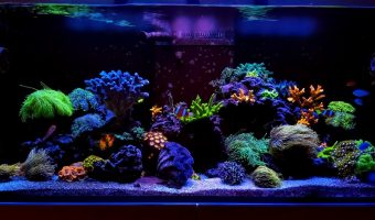 How to Raise pH in a Reef Tank?