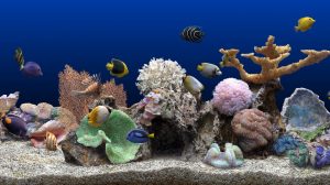 How to Correctly Take Care of a Saltwater Fish Tank