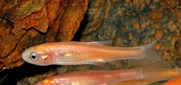 Red Rosy Minnow