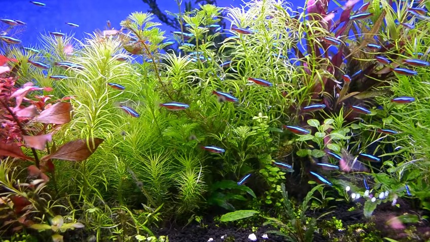 How to Grow Plants in Aquarium?