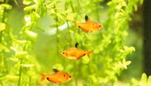 How to Lower Ammonia Levels in a Fish Tank