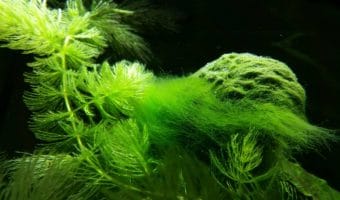 How to Get Rid of Green Hair Algae in Your Aquarium?