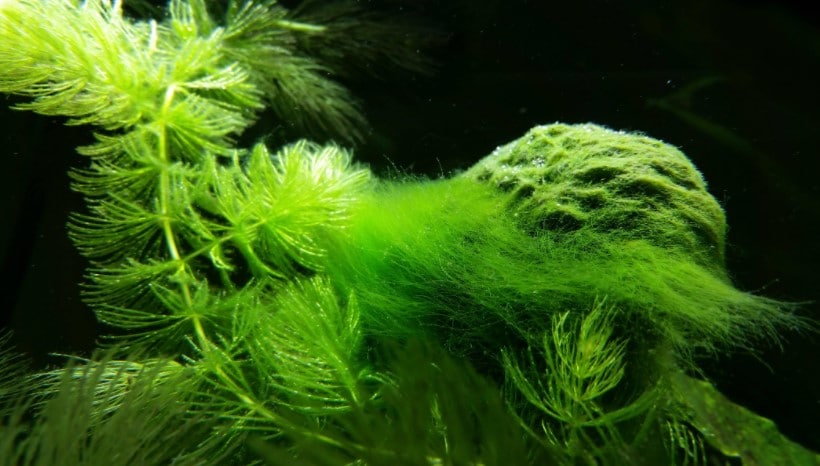How to Get Rid of Green Hair Algae in Your Aquarium?
