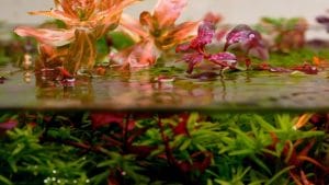 Benefits of Live Plants in Aquarium