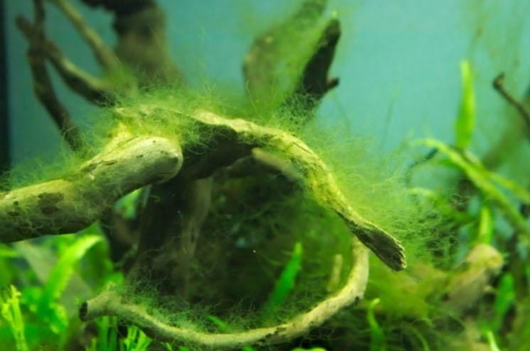 Where Does Green Hair Algae Come From?