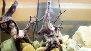 How to Get Rid of White Fungus in Fish Tank