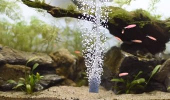 Do you need an air stone In your aquarium?