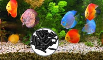 How often to change carbon filter in fish tank?